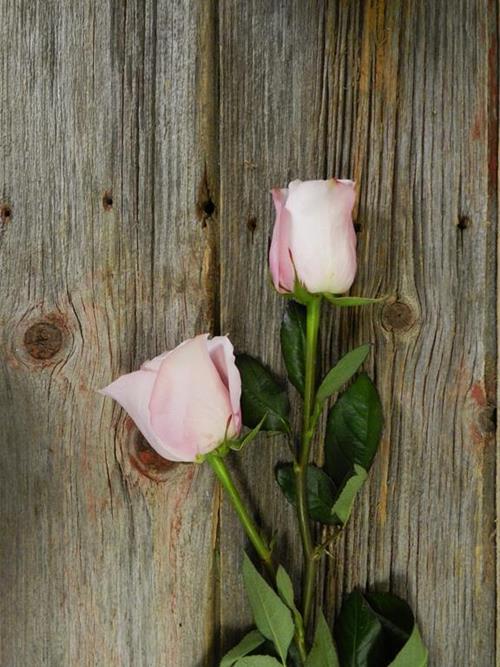 SECRET GARDEN  PINK ROSES